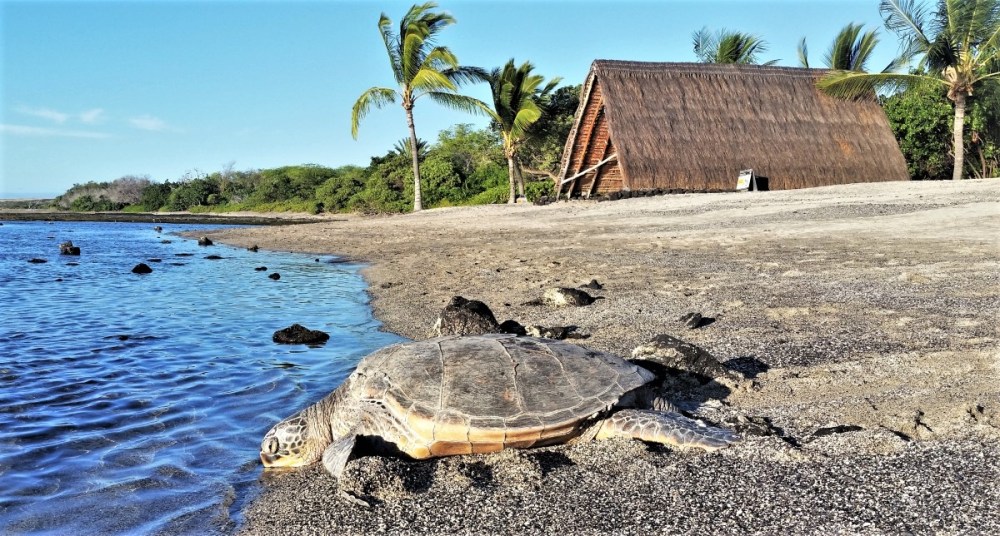 Sea turtle on sandy beach near ocean, with palm trees and a thatched hut in the background.