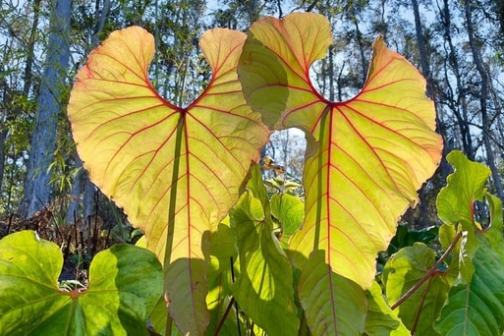 Two large, heart-shaped leaves with red veins against a forest backdrop.