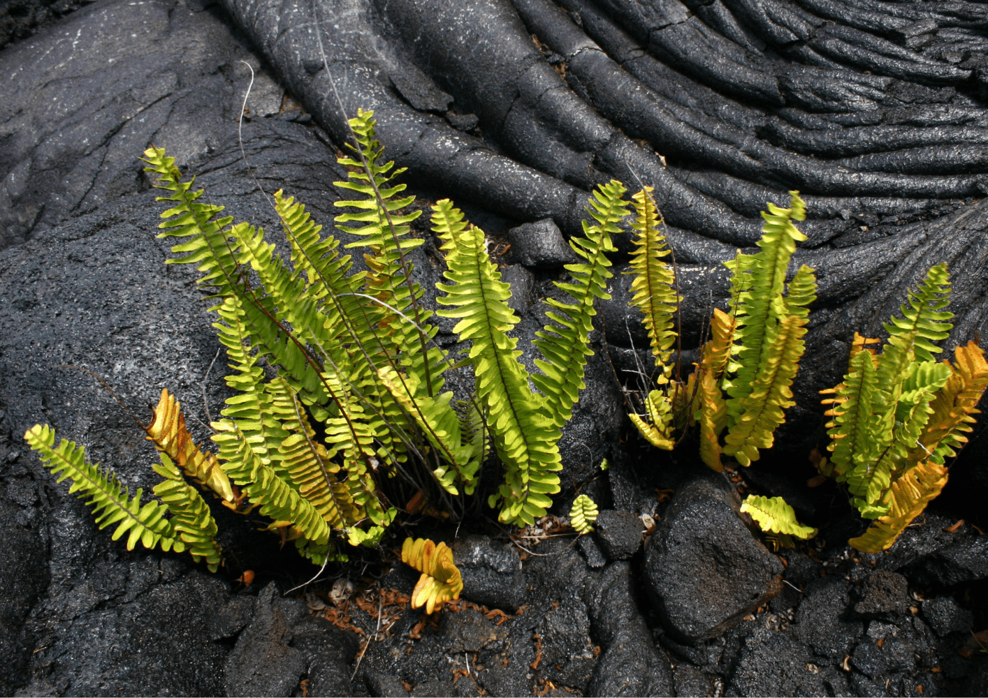 Green ferns growing among dark, solidified lava formations on rocky ground.
