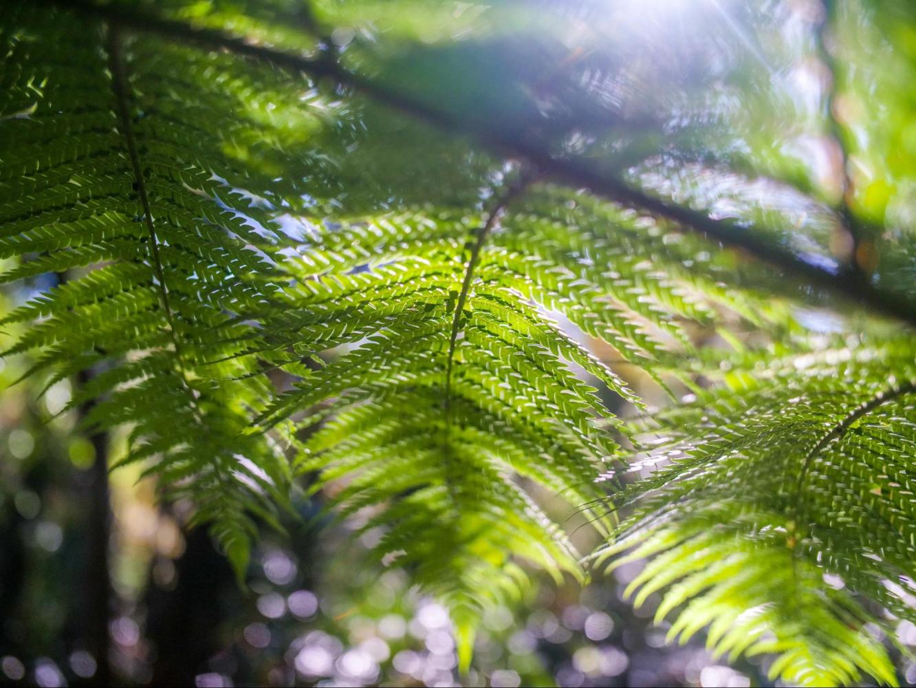 Close-up of sunlight filtering through green fern leaves in a forest.