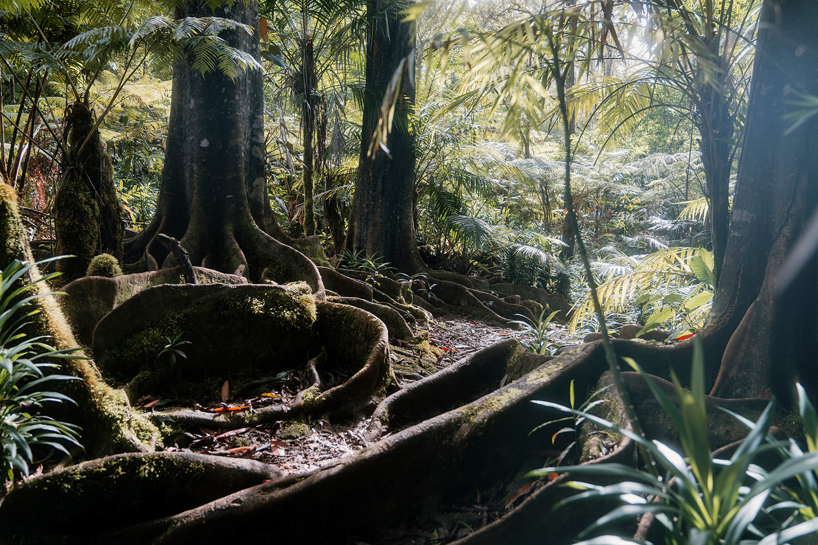 Mossy tree roots and dense foliage in a sunlit rainforest scene.