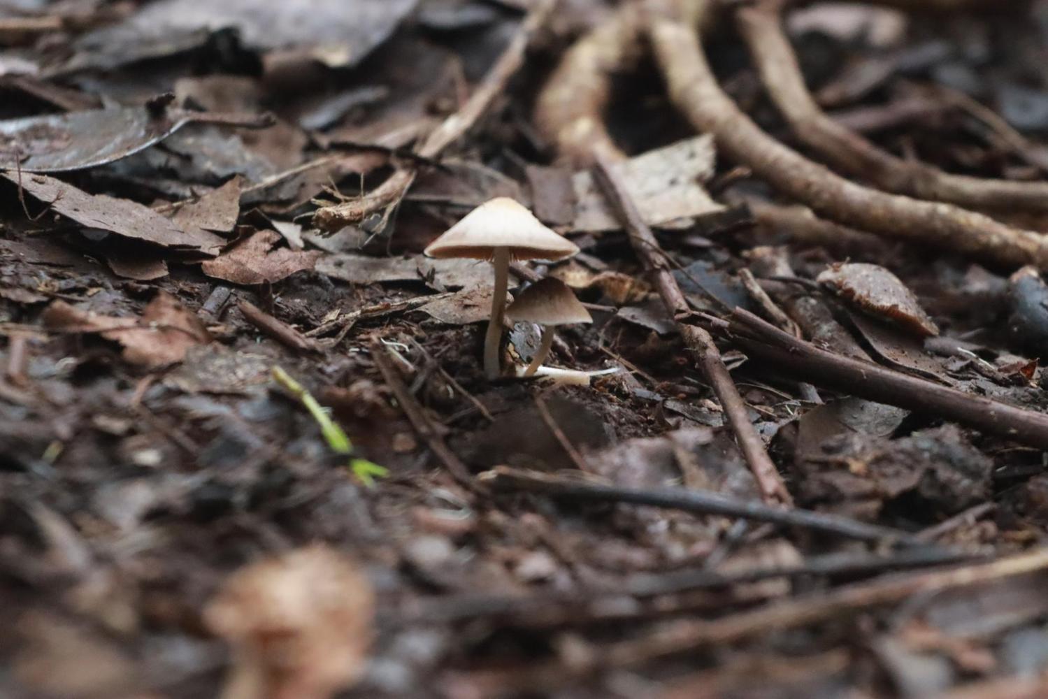 Small mushrooms growing among dry leaves and branches on the forest floor.