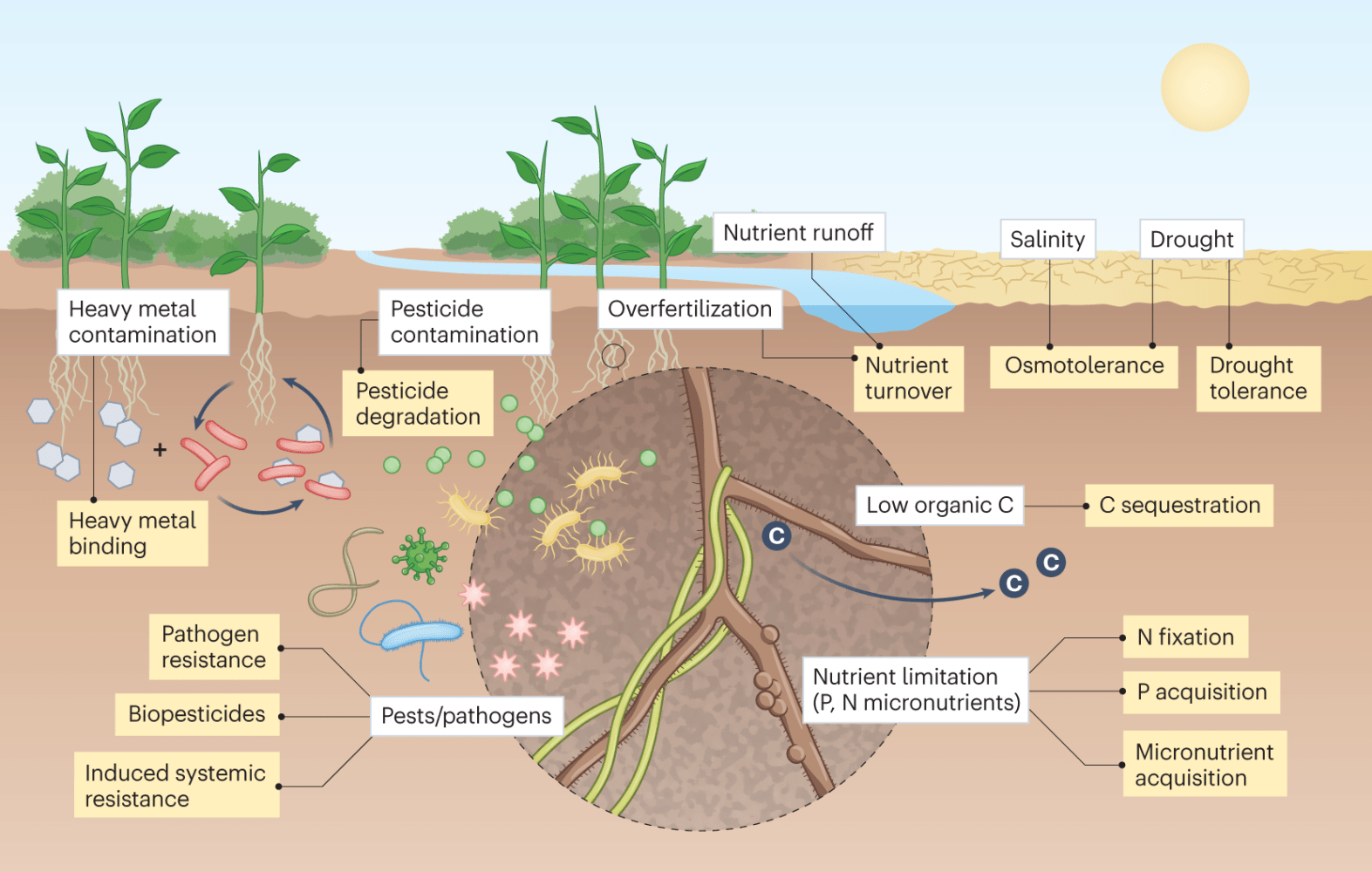 Diagram of soil processes under plants showing contamination, nutrient cycles, and resistance mechanisms.