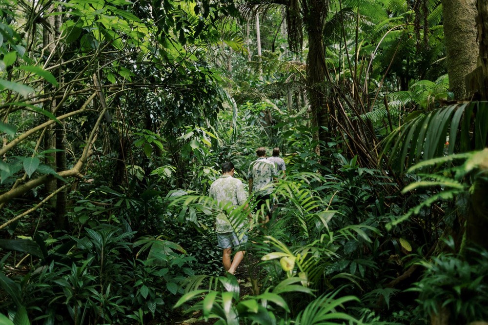 Three people walking on a path surrounded by dense green jungle foliage.