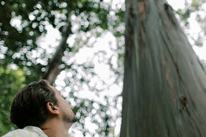 Person in a patterned shirt touching a large tree trunk, looking upwards in a forest.