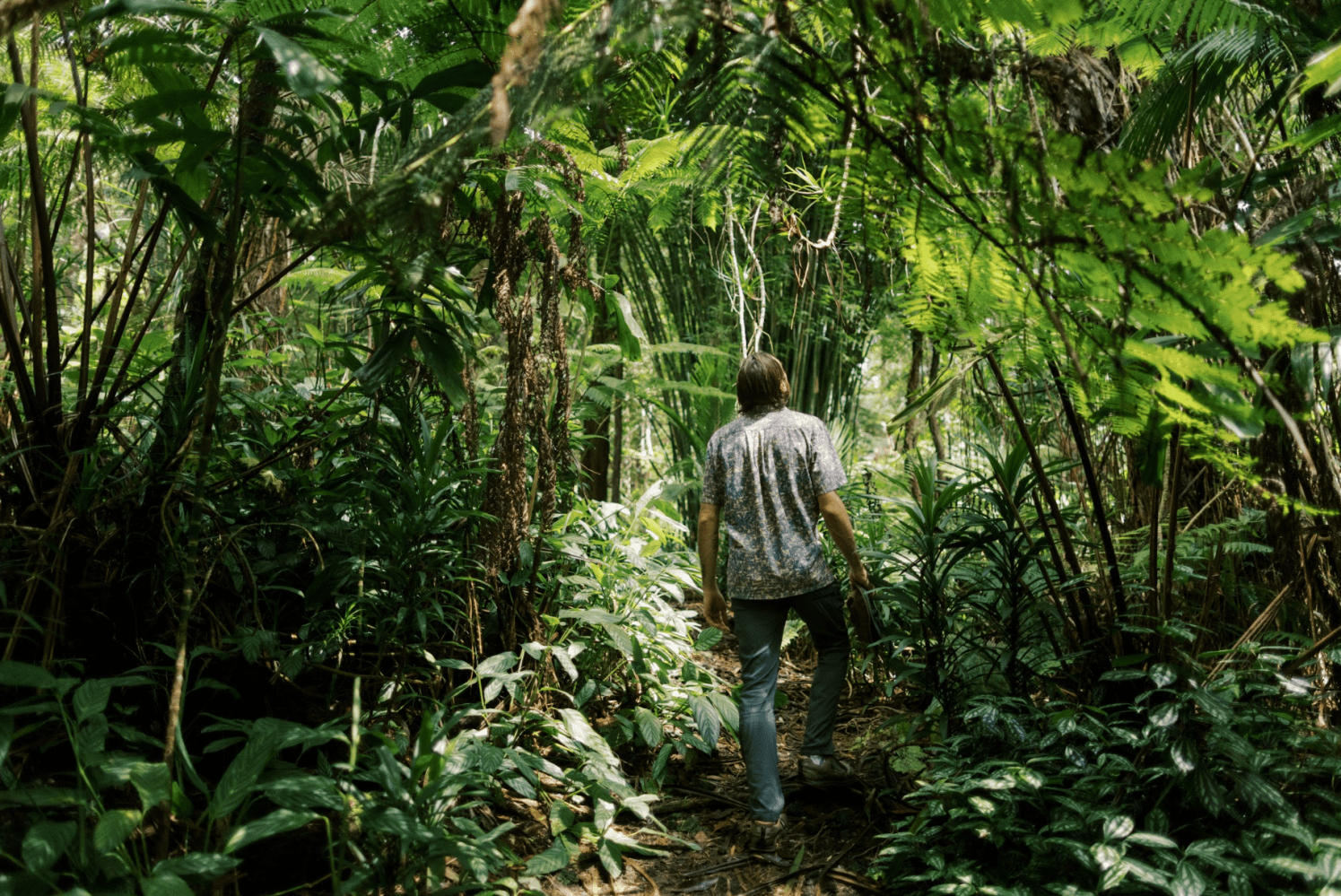 Person walking through dense, lush green jungle vegetation on a narrow path.