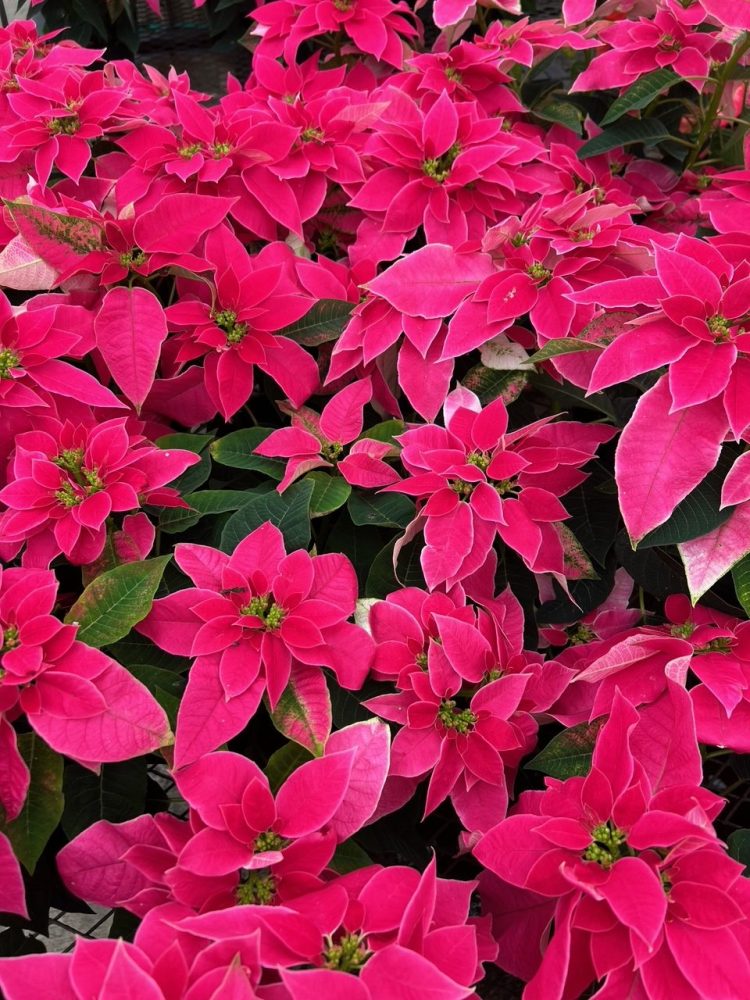 Vibrant pink poinsettia flowers with green leaves in a garden setting.