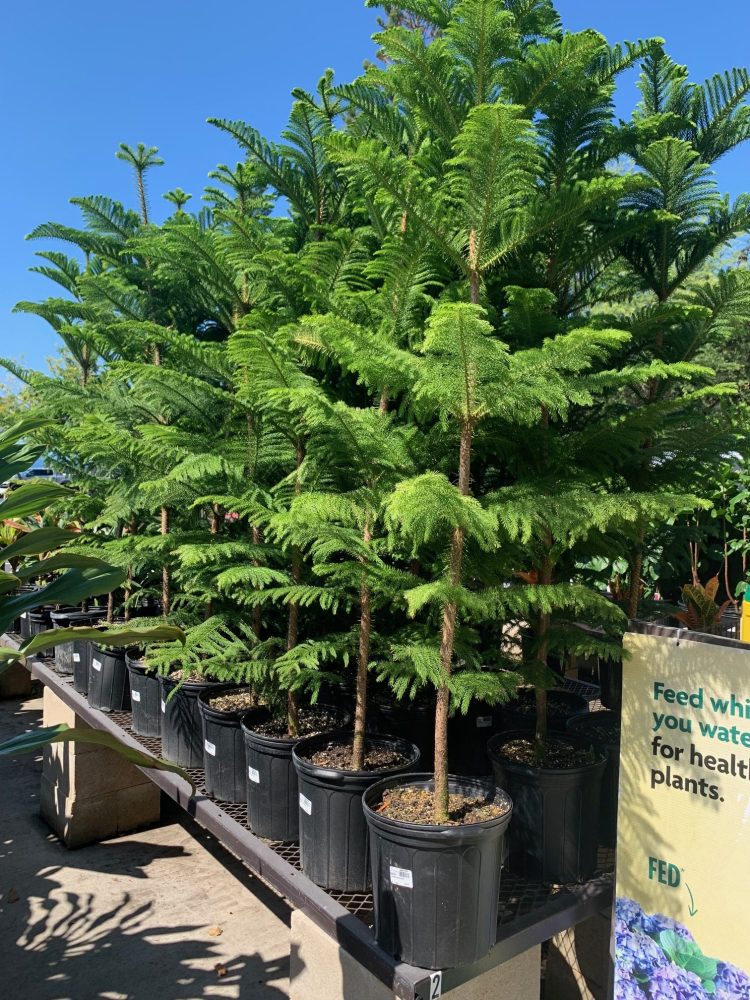 Rows of potted Norfolk Pine trees on display stand under a clear blue sky.