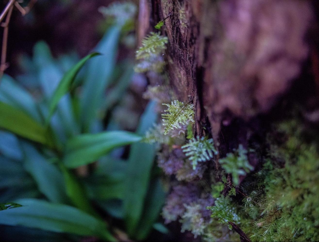 Close-up of green foliage and moss on a tree trunk in a forest setting.