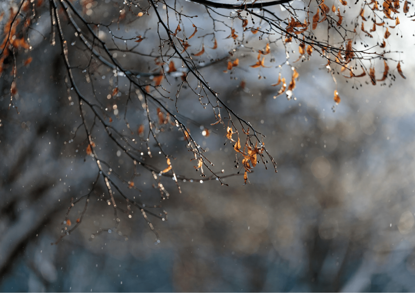 Bare tree branches with brown leaves and water droplets, blurred background.