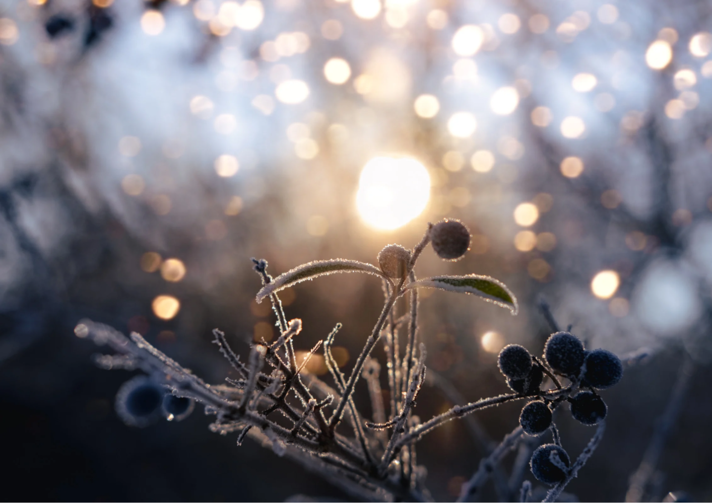 Frost-covered berries and branches with a bokeh background of warm sunlight.