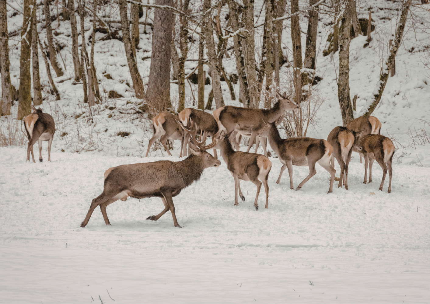 A group of deer walking in a snow-covered forest.