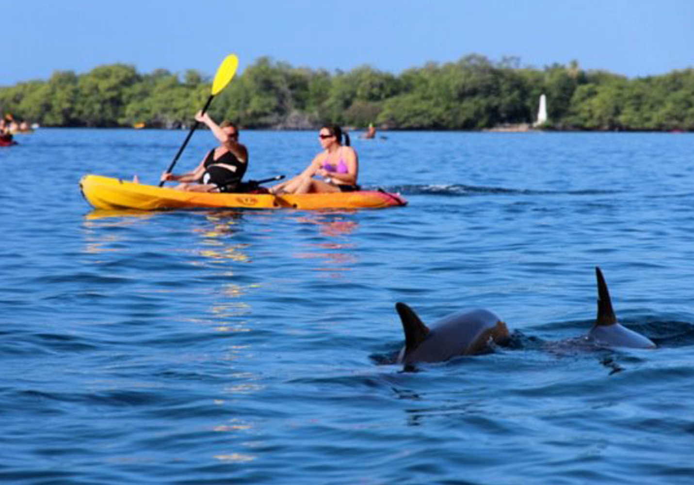 Two people kayaking on a lake with dolphins swimming nearby.