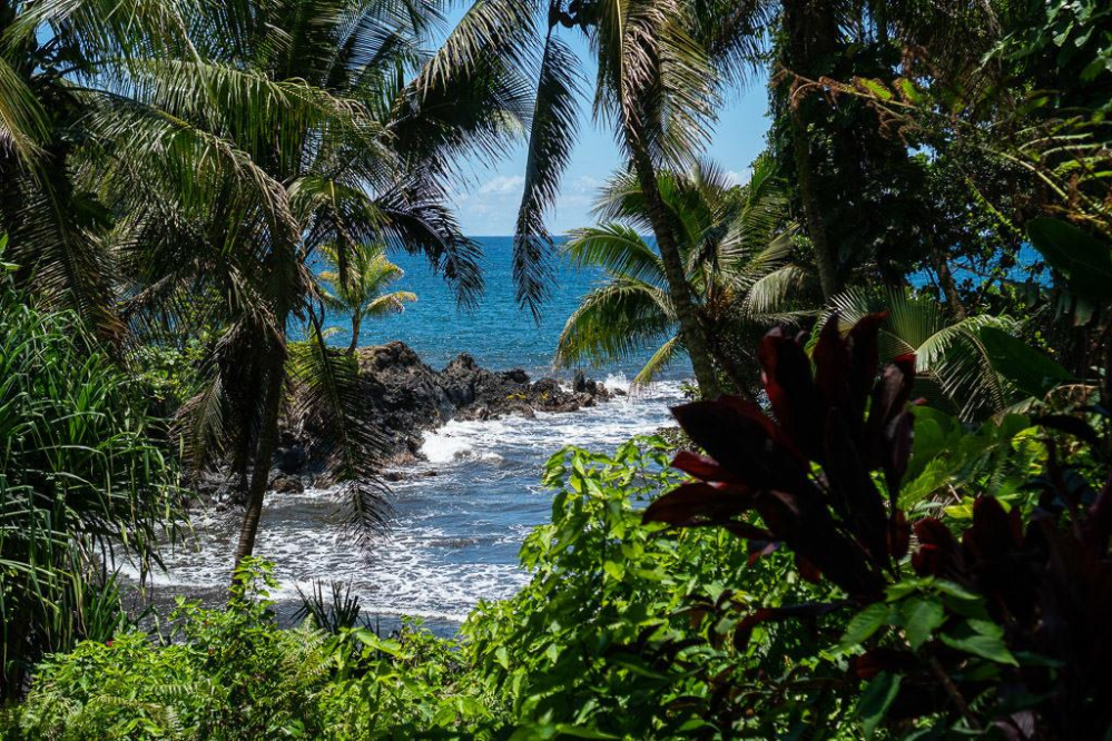 Tropical beach view with palm trees framing ocean waves and rocky coast.