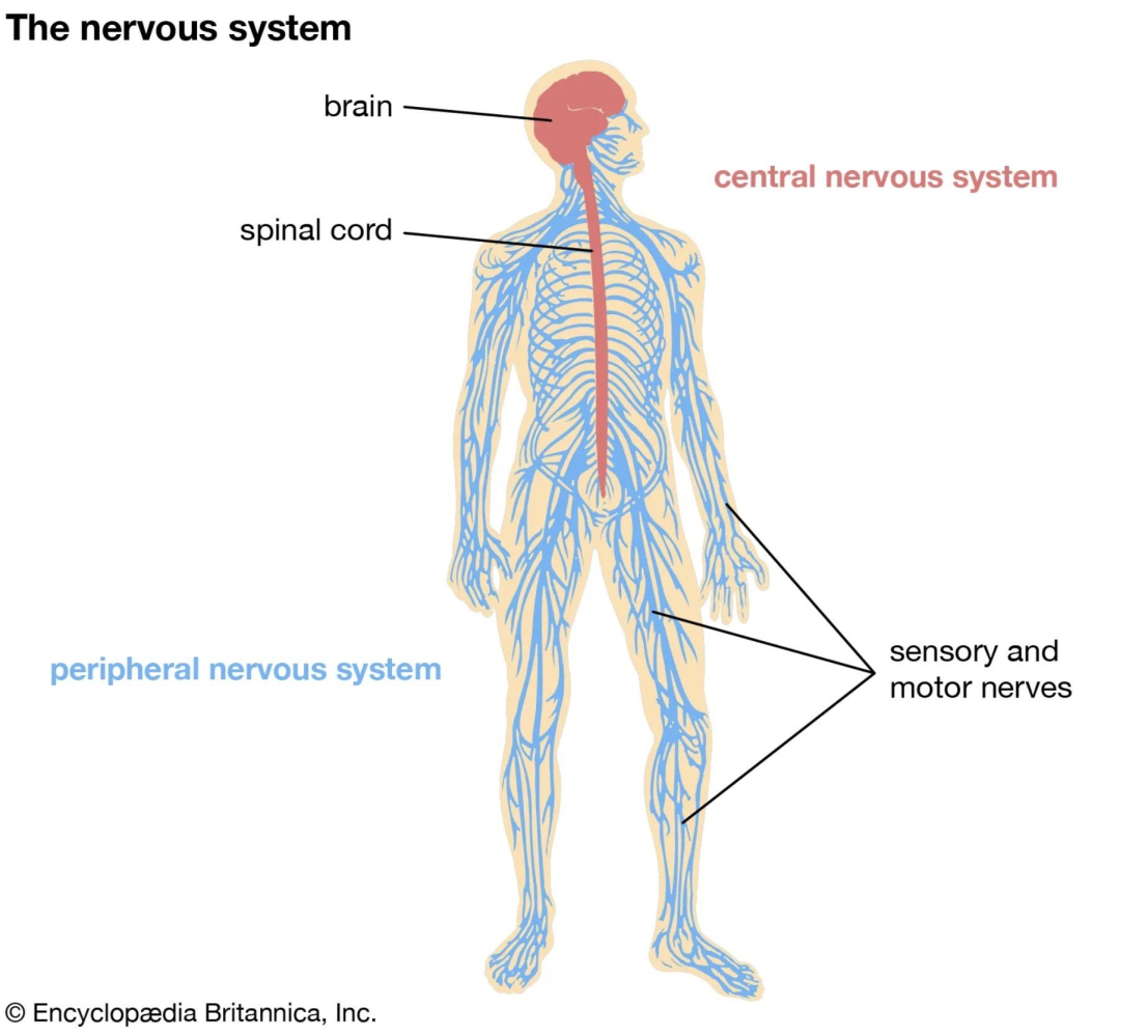 Diagram of human nervous system including brain, spinal cord, and nerves labeled.
