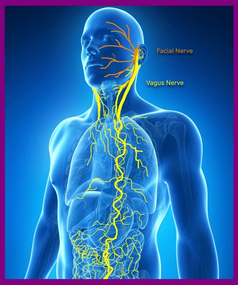 Illustration of human body with facial and vagus nerves highlighted in yellow.