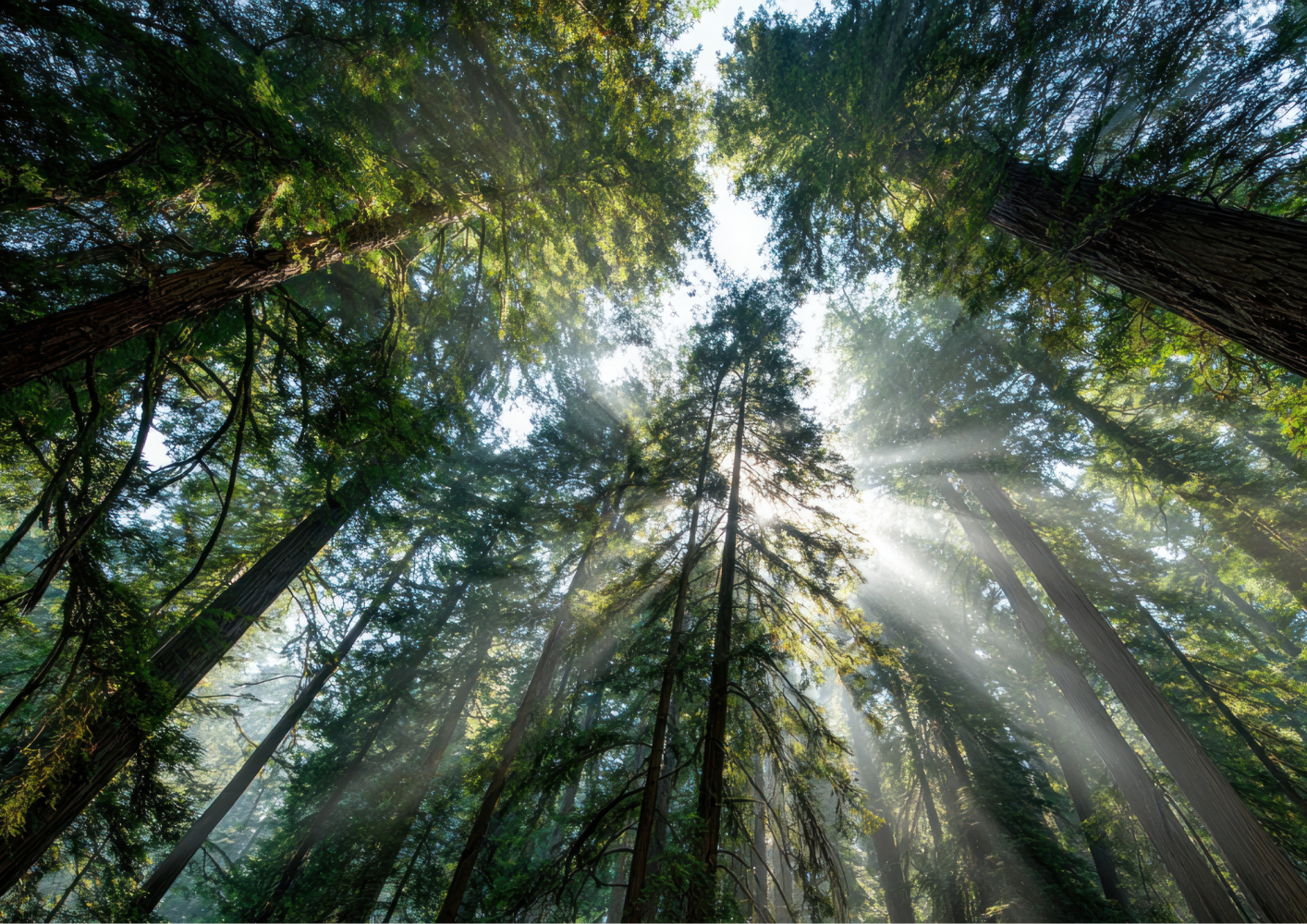 Sunlight streaming through tall redwood trees in a dense forest.
