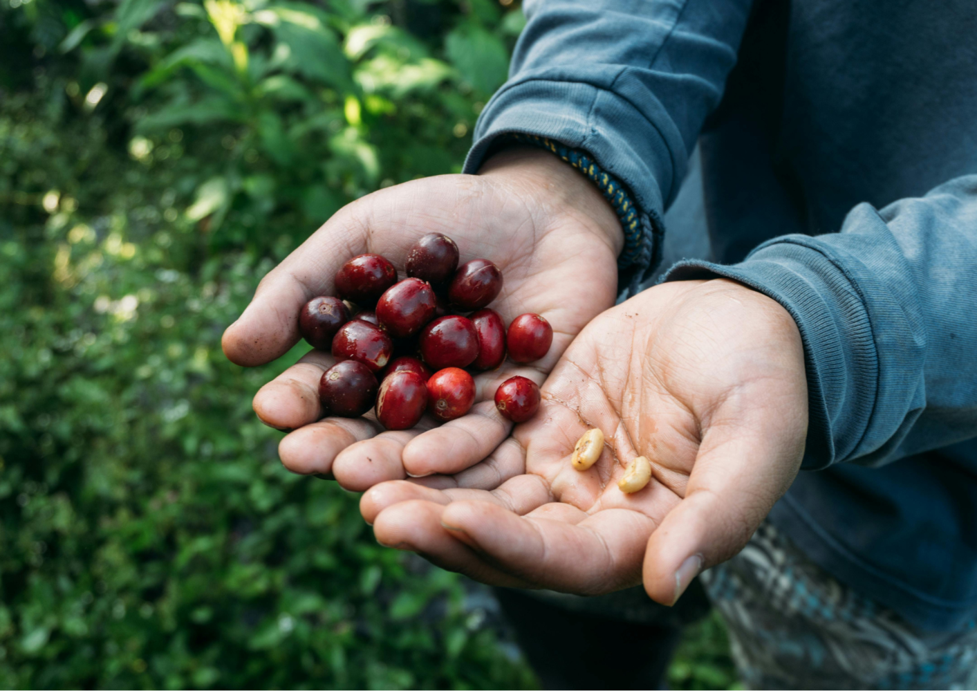 Hands holding red coffee cherries and beans outdoors.