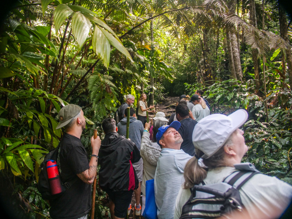 Group of hikers walking through dense rainforest, surrounded by lush greenery.