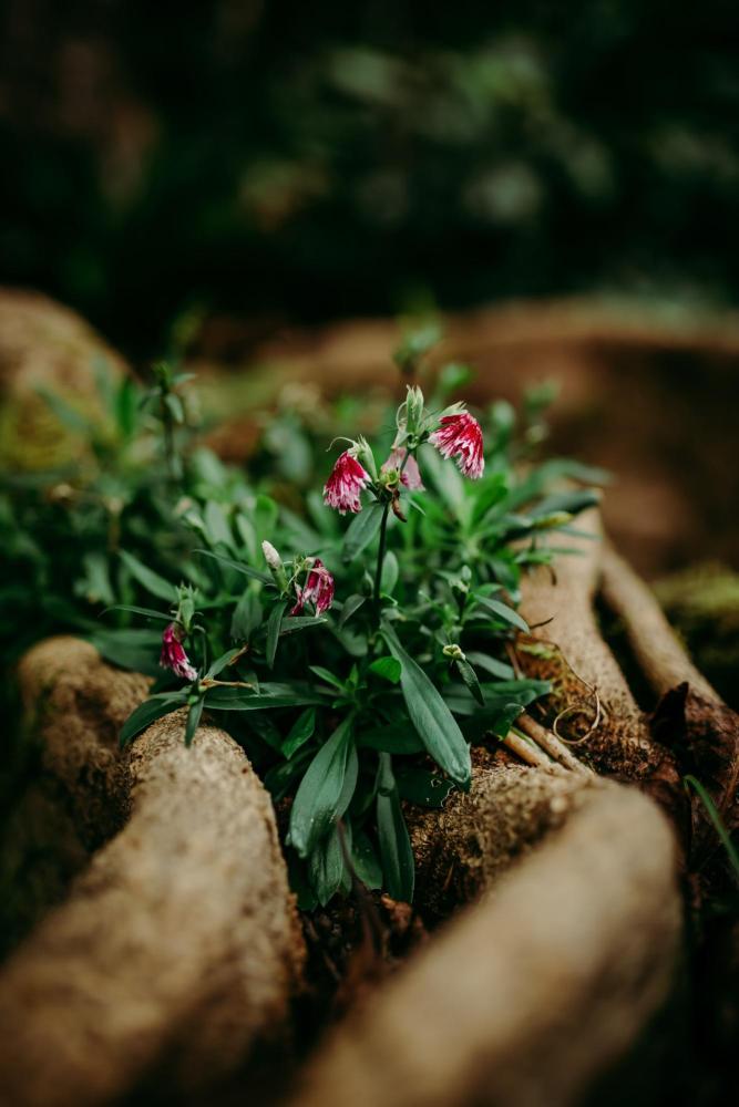 Pink flowers among lush green leaves on a tree root