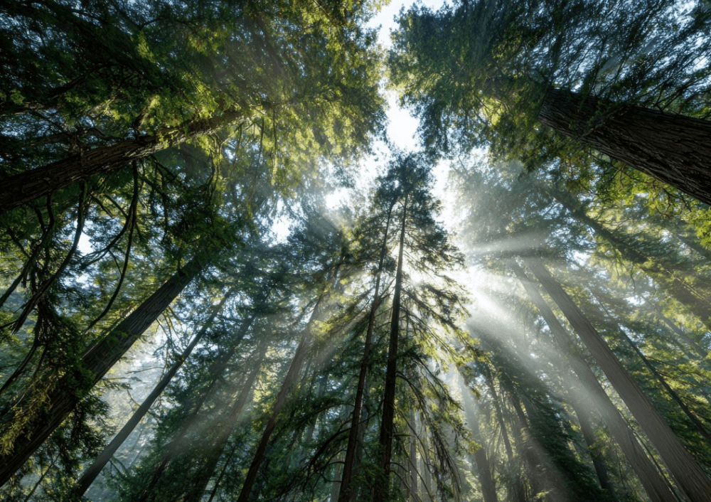 Sunlight streaming through tall, dense forest trees viewed from below.