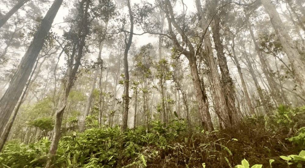 Foggy forest with tall trees and lush green undergrowth.