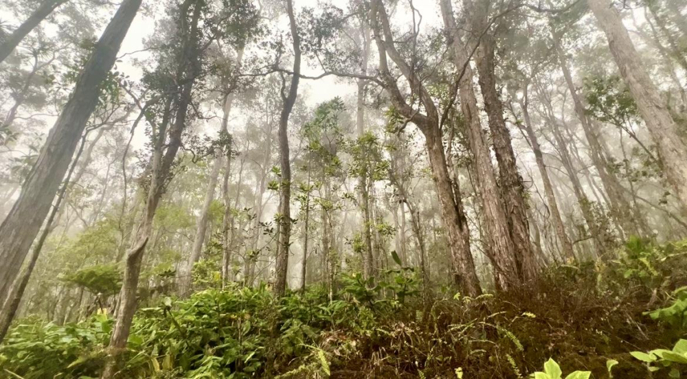 Misty forest with tall trees and lush green undergrowth.