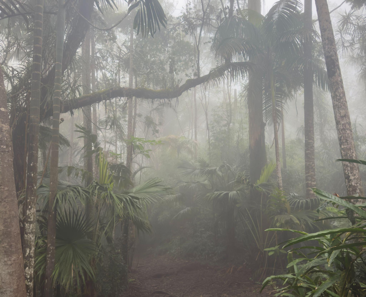 Misty forest scene with tall trees and dense vegetation.