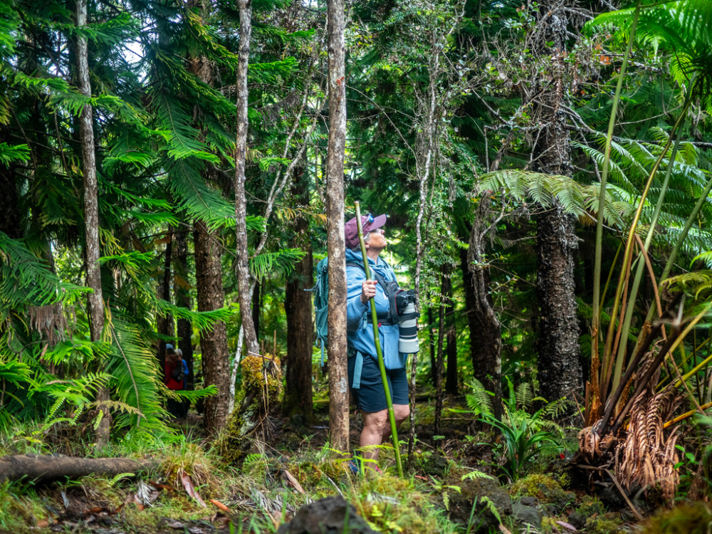 Person hiking in a dense forest with tall trees and green foliage.
