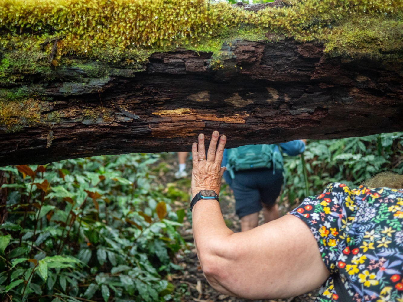 Person ducking under a mossy fallen tree in the forest.
