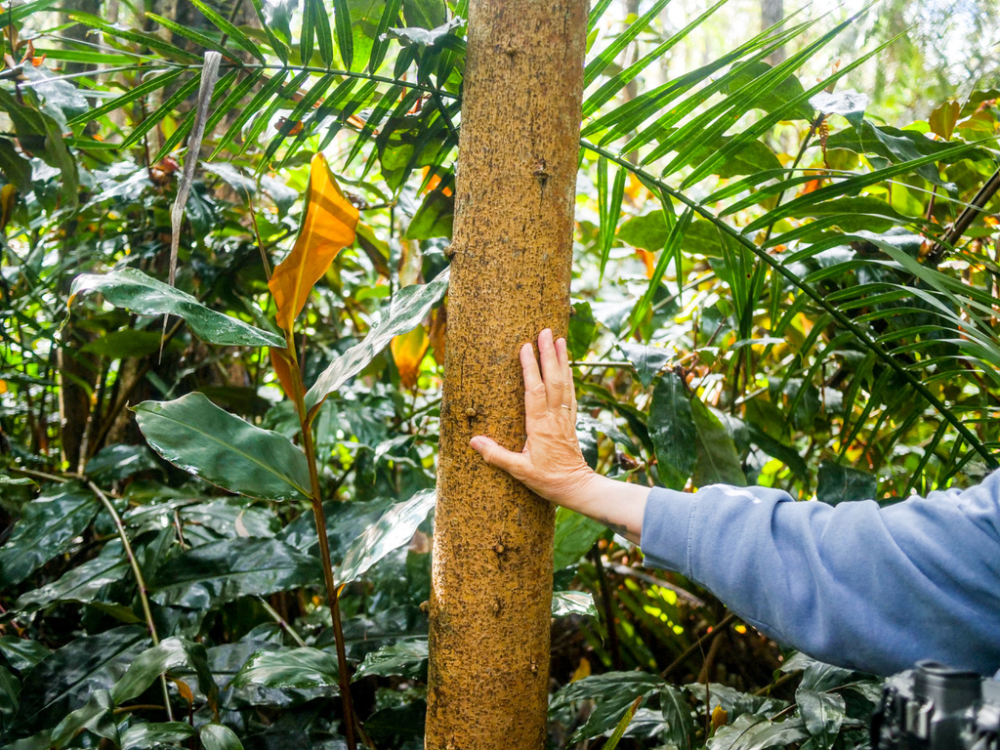 Hand touching a tree trunk in a lush, green tropical forest.
