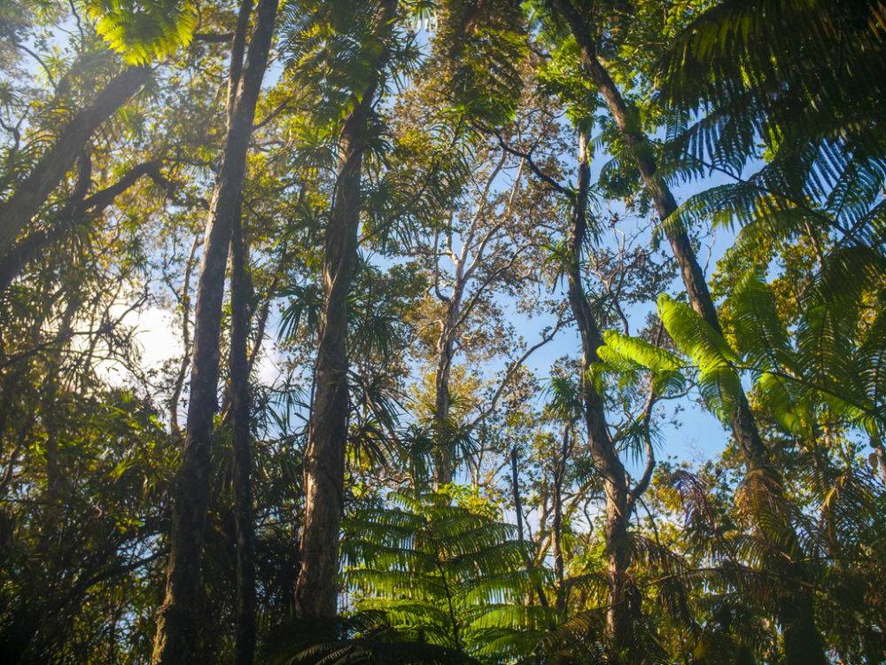 Tall trees and ferns in a lush forest with sunlight filtering through.