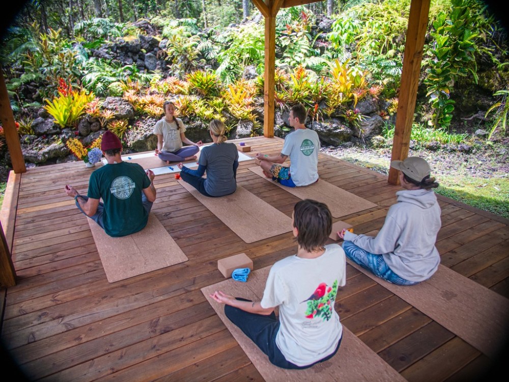 People doing yoga on a wooden deck surrounded by lush greenery.