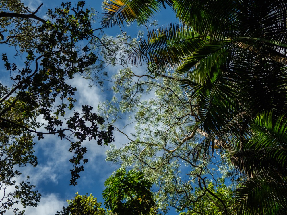 View of sky through lush rainforest canopy with various tree leaves.