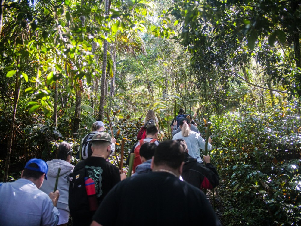 Group of people hiking on a forest trail surrounded by lush greenery.