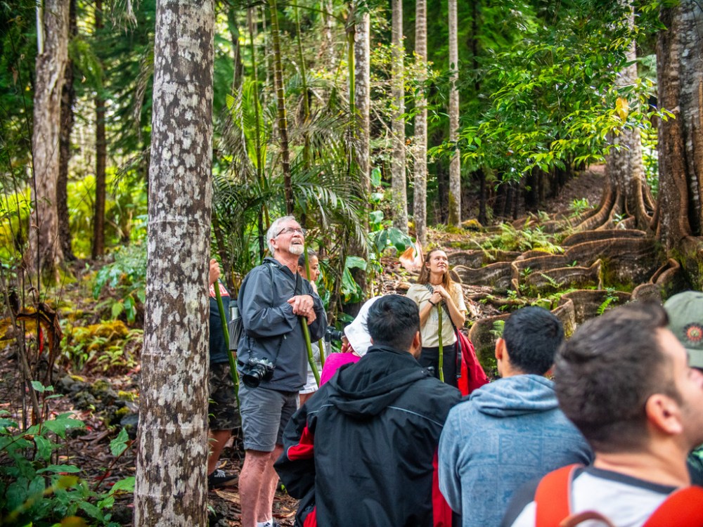 Group of people on a guided forest tour, surrounded by tall trees.