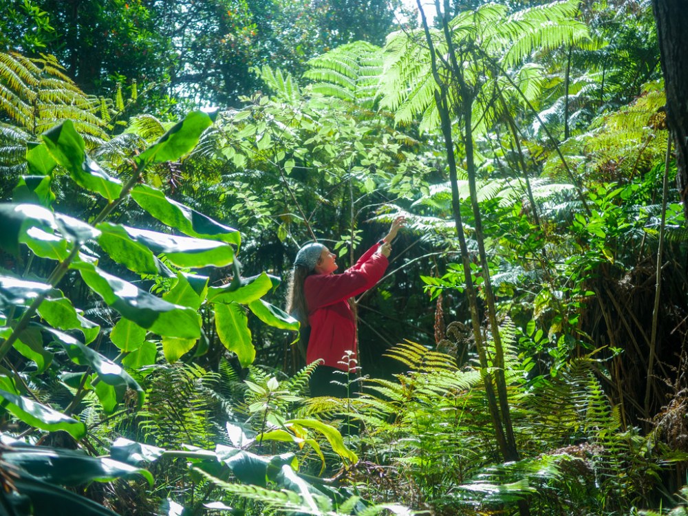 Person in red jacket examines plants in lush, green forest.