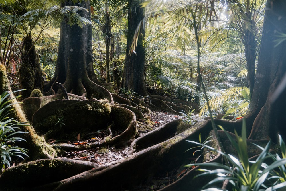 Dense forest with large tree roots and scattered sunlight.
