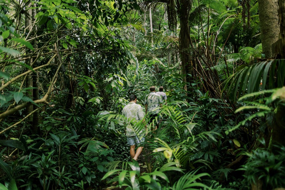 Three people walking through dense, green forest vegetation.