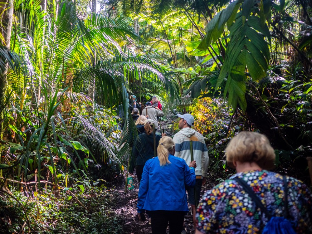 Group of people hiking through a lush, tropical forest trail.
