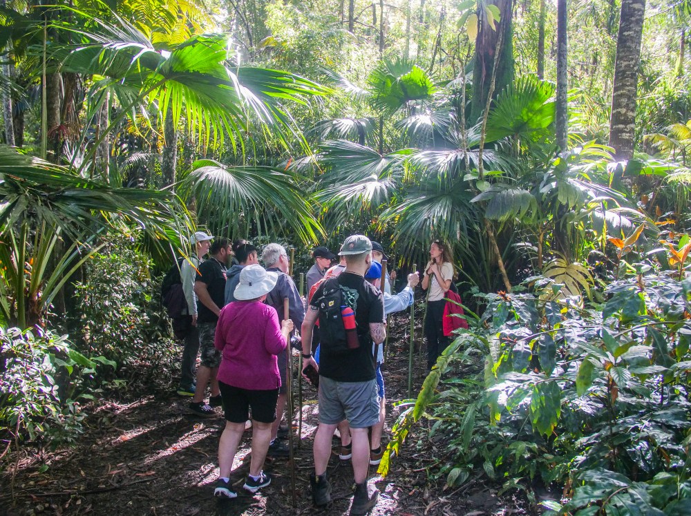 Group of hikers walking on a forest trail surrounded by lush greenery.