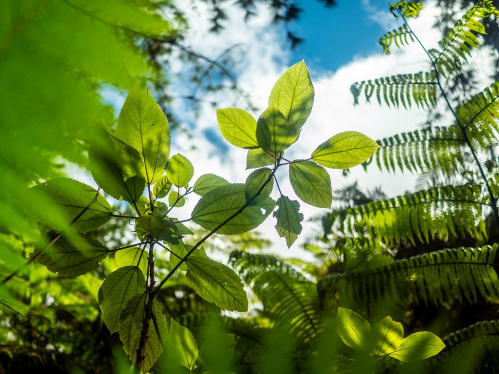 Sunlit green leaves and ferns against a blue sky with clouds.