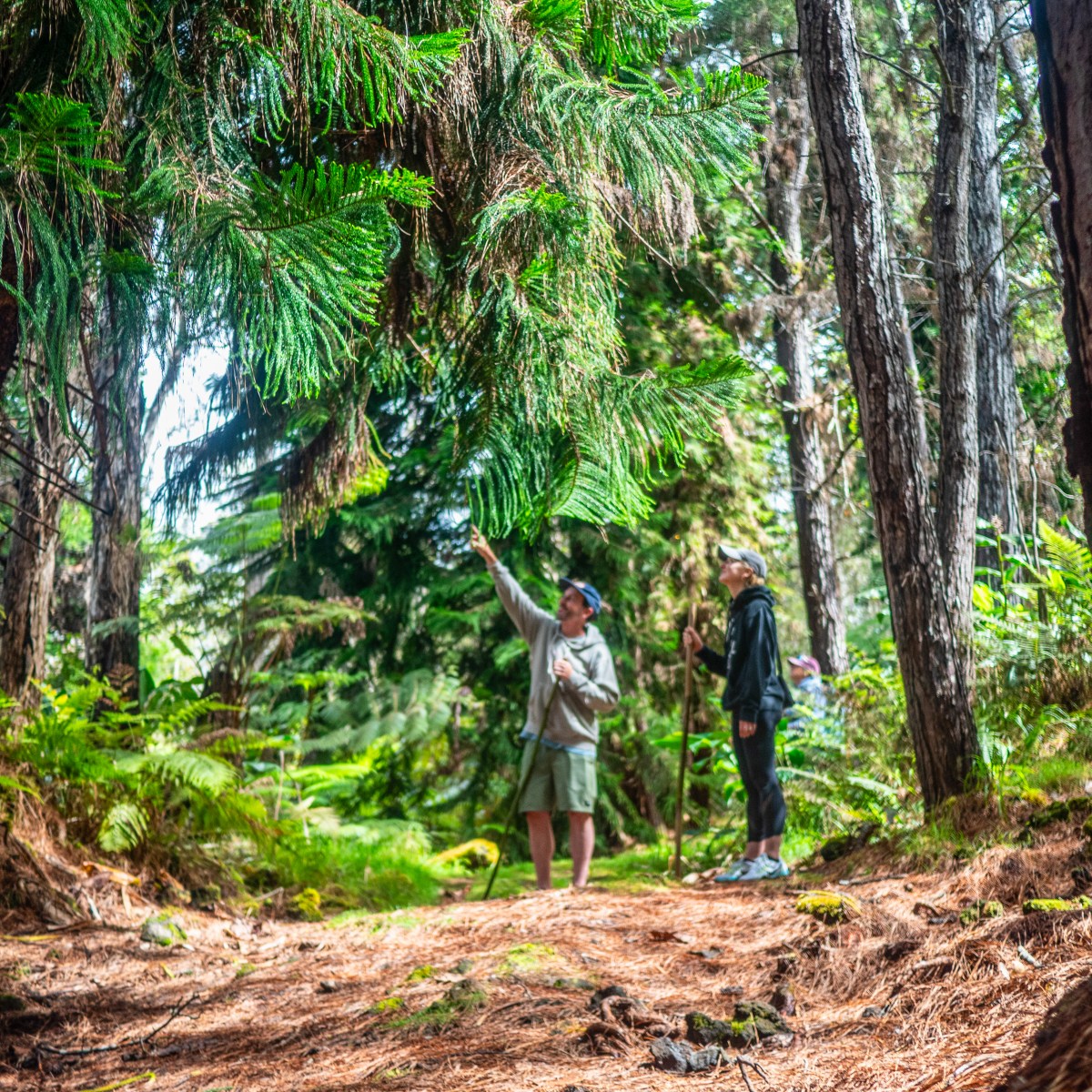 Two people hiking through a lush, green forest with tall trees.