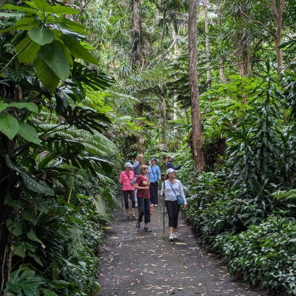 Group of people walking on a forest trail surrounded by lush greenery.