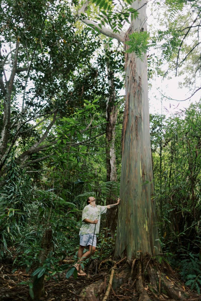 Person stands beside tall tree in lush forest, looking up.