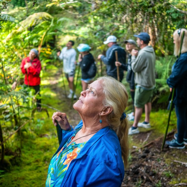 Group of hikers in a dense forest, woman in blue looks up at trees.